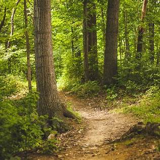 Using Nature to Stay Present: Easy Grounding Walks