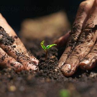 Hands planting a small seedling in the mud with dirty hands